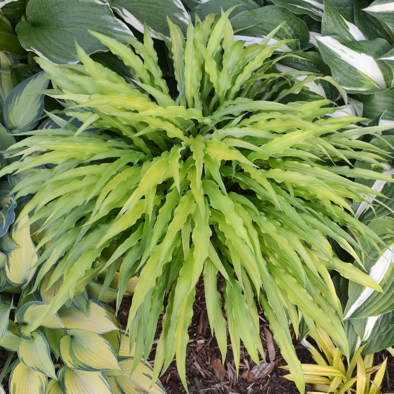 Curly fries hosta plant